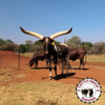 ABOUT CATTLE GROUP FARMING ANKOLE
