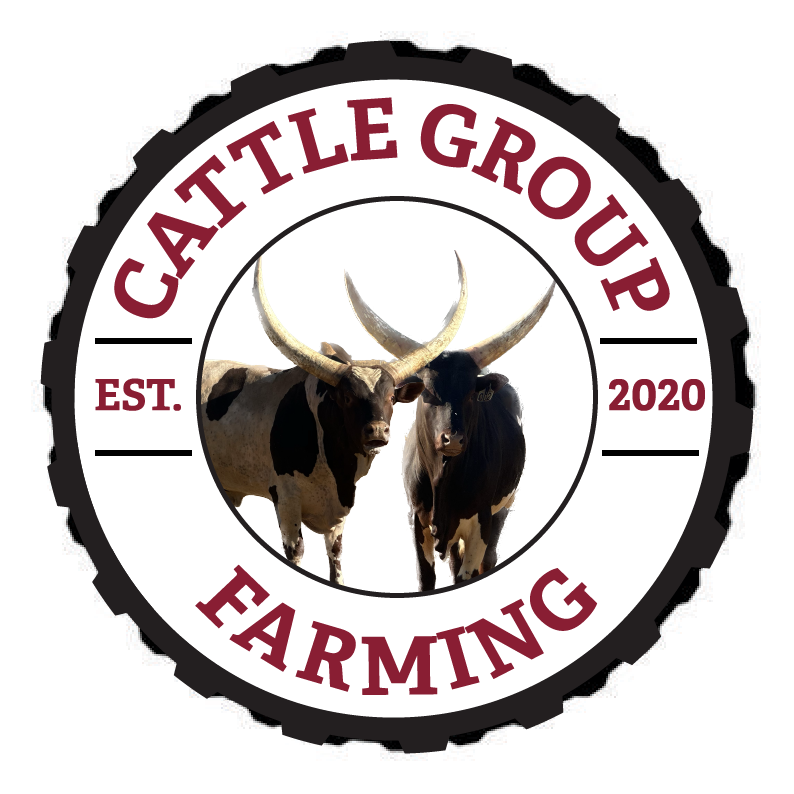 cattle for sale ankole group farming farm South Africa Namibia