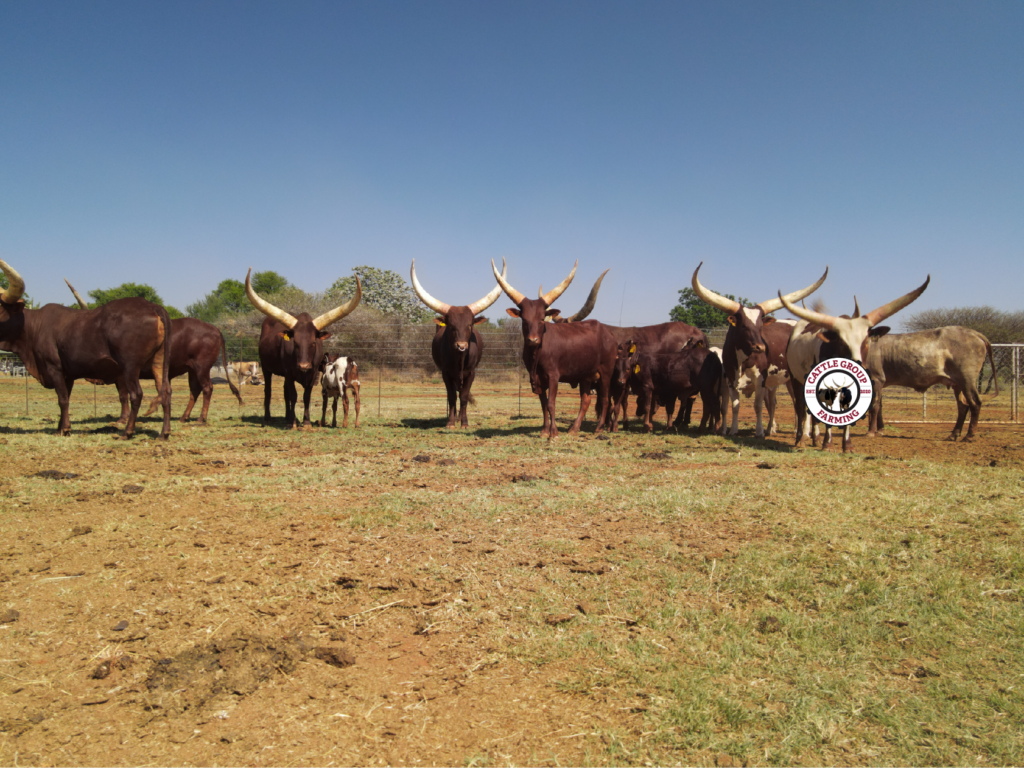 Understanding Hypomagnesemic Tetany in Cattle: Prevention, Diagnosis, and Treatment 14 Understanding Hypomagnesemic Tetany