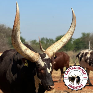 HORN LENGTH BASE THICKNESS ANKOLE CATTLE SALE COW RODEO ROPING BEEF GENETICS WAGYU STEAK BILTONG