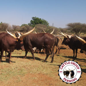 By combining a deep understanding of environmental conditions, strategic breeding practices, and continuous evaluation, breeders can enhance the adaptability of Ankole cows for extensive conditions. This approach not only contributes to the resilience of the breed but also ensures sustainable and successful cattle production in diverse environments.
