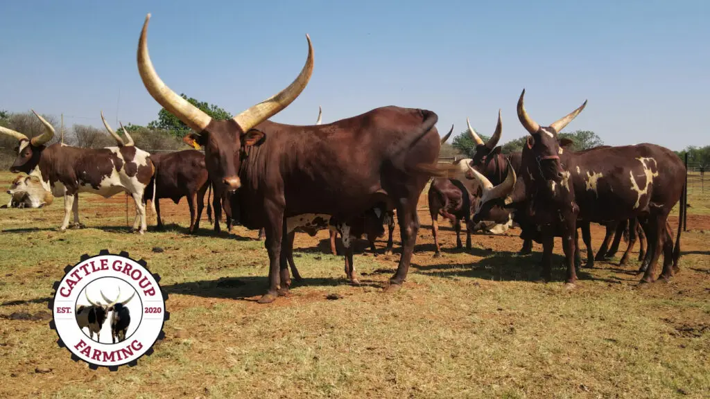 Ankole Cattle by Lasarus Game Farm Ankole cattle are one of the jewels of Africa and an absolute must for investment purposes. This, and the fact that these animals are so majestic, ensured that it didn't take very long for them to creep into the hearts of the Lerm family.