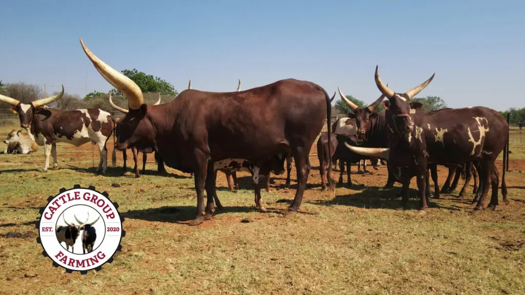 Just ask around. Claire and Martin Joubert are the envy of most cattle breeders in South Africa and rightfully so. Their Full Blood Genetics agribusiness is one of few in the country to breed Ankole cattle.