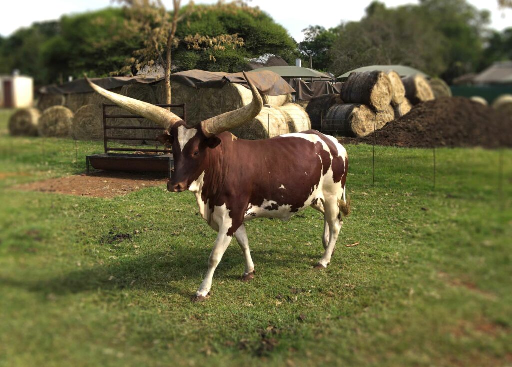At the recent Ankole auction at Phala Phala, Cattle Group Farming made a significant impact with the sale of lot 70, a 3-in-1 package featuring an in-calf cow and a heifer calf. This exceptional lot, demonstrating the superior quality of the breed, was purchased by Sterkfontein Ankole for an impressive R1,000,000. Cattle Group Farming is proud to have been part of this prestigious event and to have received the highest bid for Ankole cattle on the day.