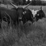 In agriculture, Ankole cattle are highly valued for their dual-purpose capabilities, producing both ample milk and beef while thriving in challenging environments. Their distinctive long horns add to their allure, making them a preferred choice at South African auctions, where prices can soar.