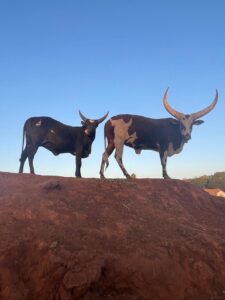 ankole cattle ankole cattle price ankole cattle price in South Africa ankole cattle for sale ankole cattle origin ramaphosa ankole cattle price ankole cattle ramaphosa why ankole cattle are expensive cattle of the ages ankole cattle in south africa how much is ankole cattle
