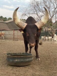 Hypomagnesemia with secondary hypocalcemia is an autosomal recessive genetic disorder that affects the absorption of magnesium in the intestines. It is characterized by reduced reabsorption of magnesium from our diet in the intestines, leading to decreased levels of magnesium in the bloodstream.