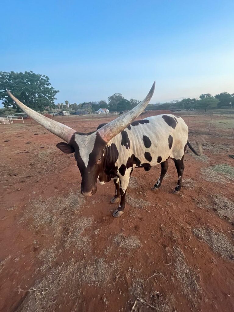 ankole cattle south africa