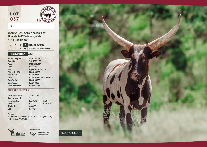 The 2025 Ankole Cattle Auction 12 LOT 57-01