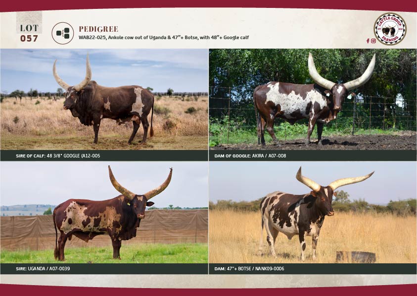 The 2025 Ankole Cattle Auction 13 LOT 57-02