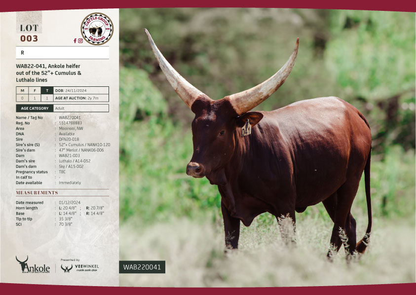 The 2025 Ankole Cattle Auction 14 LOT003-CGF