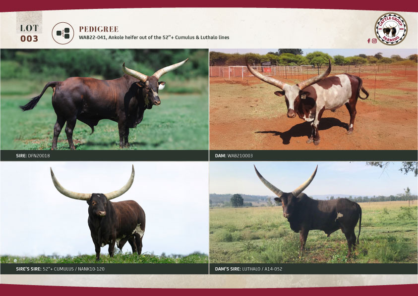 The 2025 Ankole Cattle Auction 15 LOT003-FAM