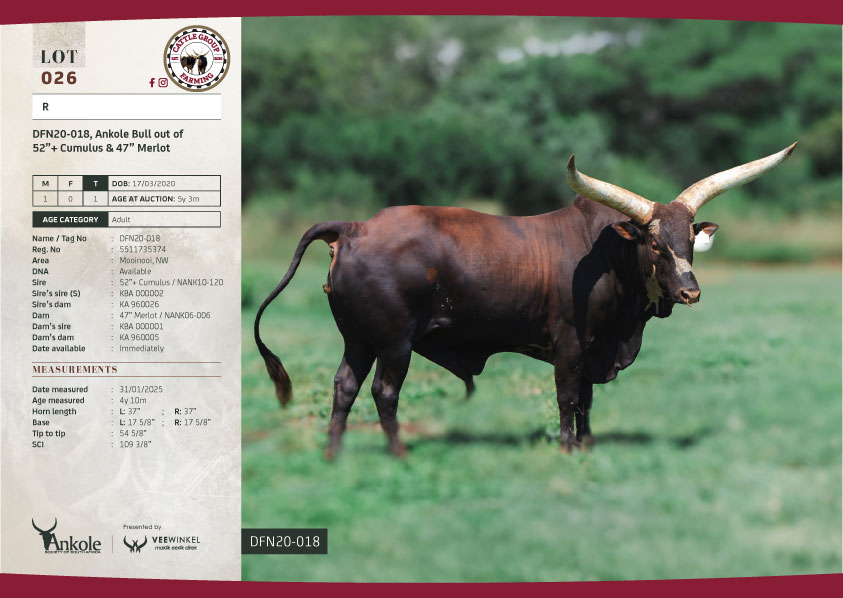 The 2025 Ankole Cattle Auction 16 LOT26-CGF