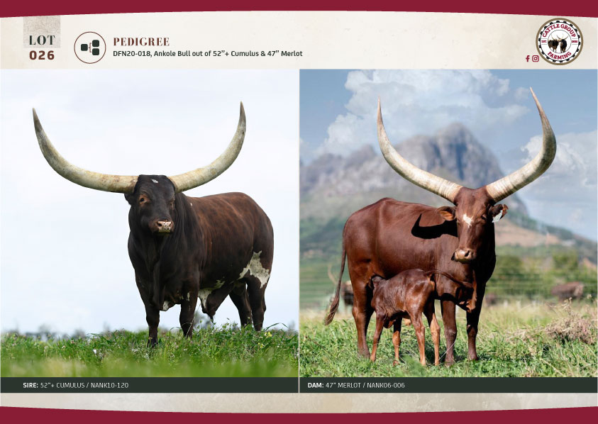 The 2025 Ankole Cattle Auction 17 LOT26-FAM