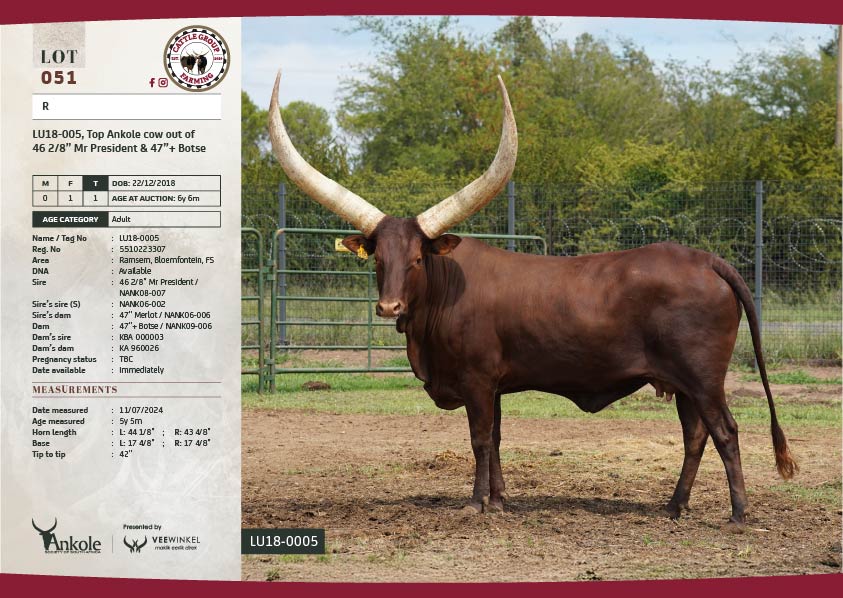 The 2025 Ankole Cattle Auction 18 LOT51-01