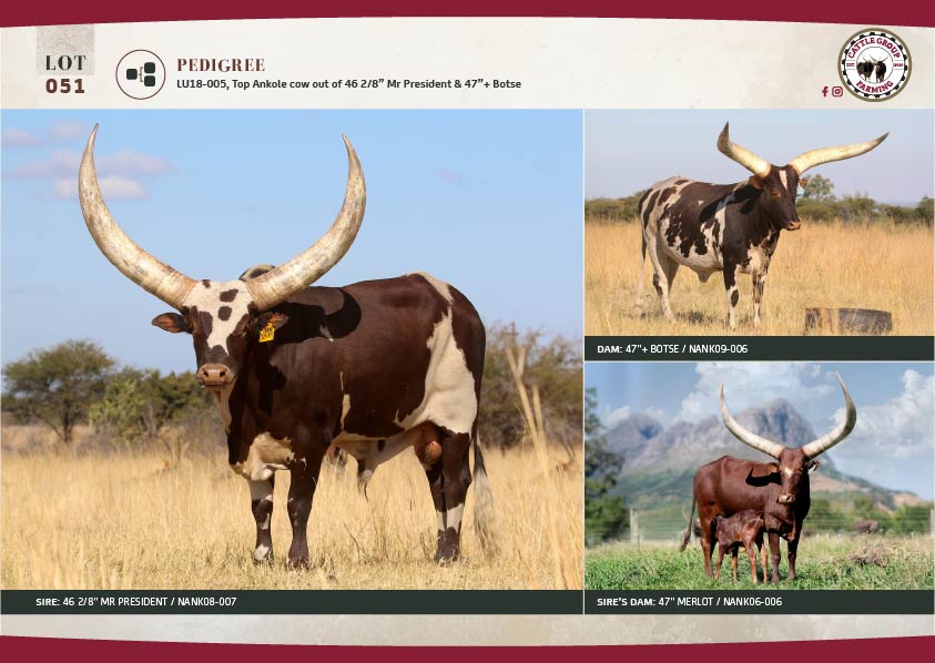 The 2025 Ankole Cattle Auction 1 LOT51 02
