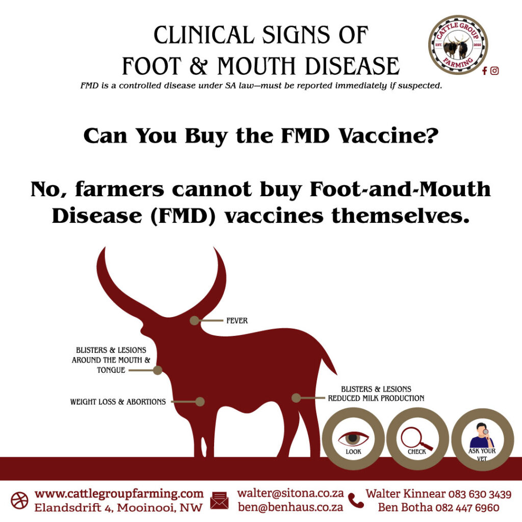 foot and-mouth disease cattle foot and-mouth disease in cattle foot-and mouth disease in cattle foot and mouth disease of cattle foot-and mouth disease foot-and-mouth hoof and mouth disease hoof and mouth disease in cattle hoof-and mouth disease cattle