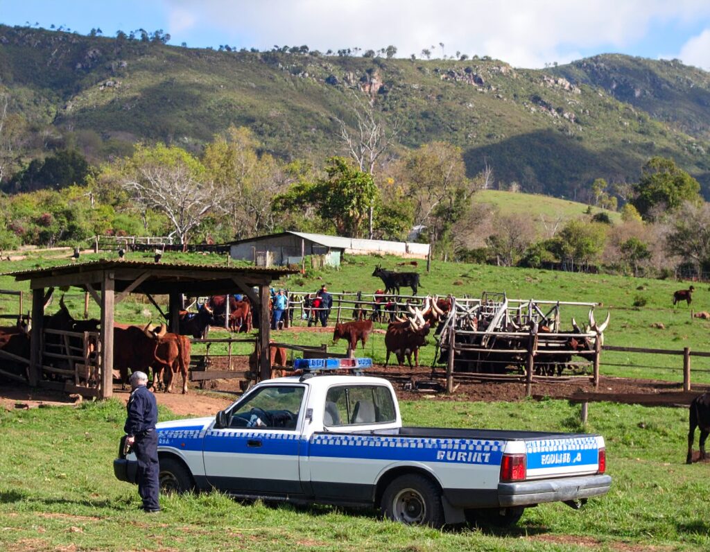 Livestock Legacy Under Threat 15 FarmSmart LivestockLegacy StockTheft PremiumCattle CattleGroupFarming AnkoleCattle FarmSecurity