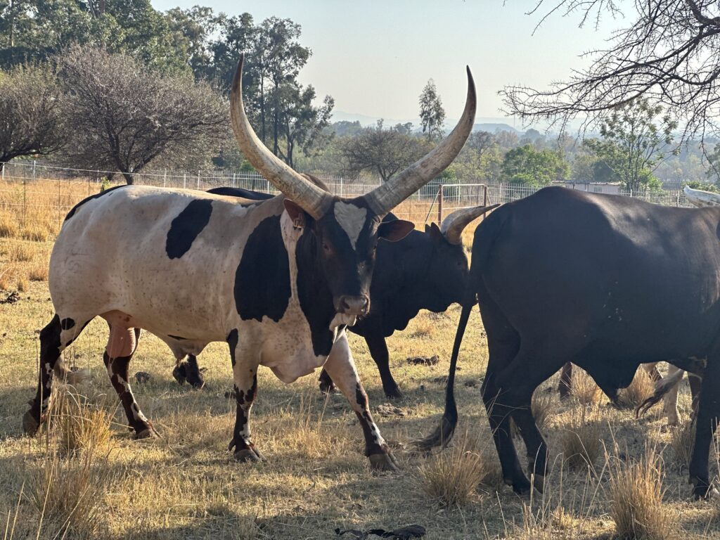 How Cattle Can Boost Maize Yields with Urine-Enriched Biochar 1 How Cattle Can Boost Maize Yields in Nepal with Urine-Enriched Biochar